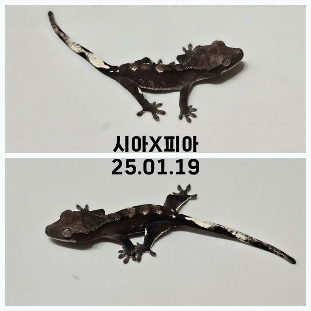 아잔틱 다크 블랙