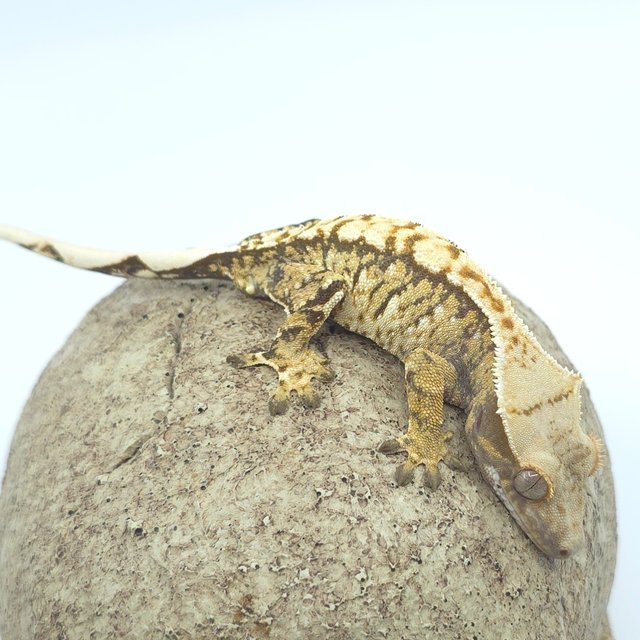 트라이 익스트림할리퀸