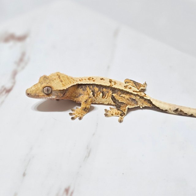 트라이 화이트핀 핀스트라이프 화이트스팟 화이트크라운