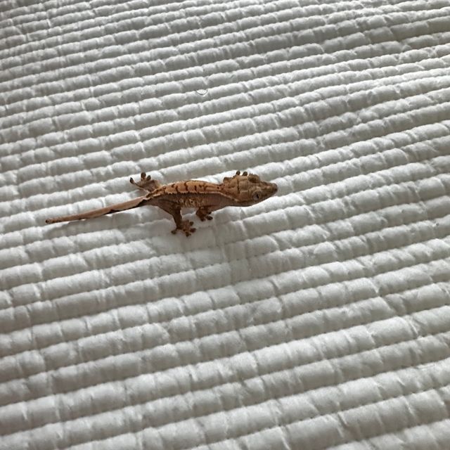 노멀 트라이
