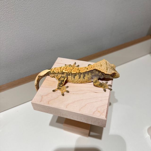 노멀 할리퀸 익스트림할리퀸