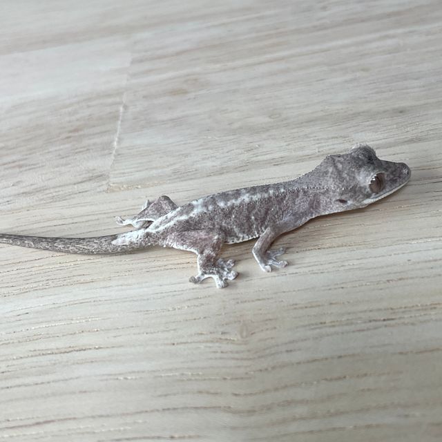 루왁 릴리 팬텀