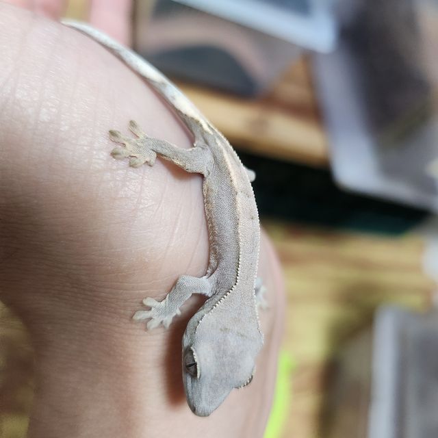 팬텀
