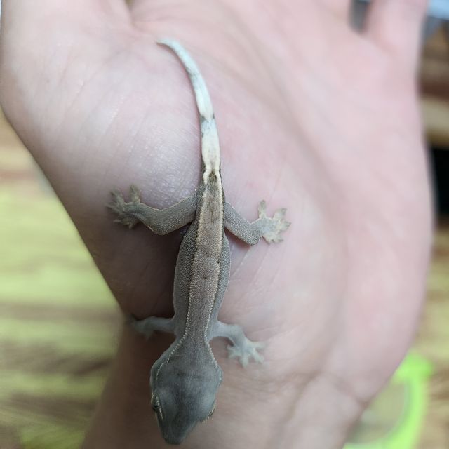 팬텀