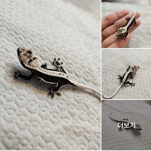 릴잔틱