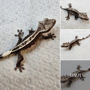 아잔틱