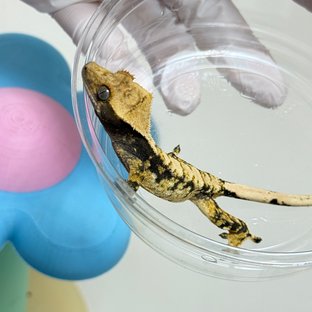 노멀 트라이 화이트스팟