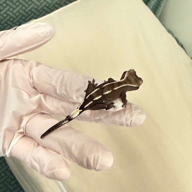 아잔틱 화이트핀 화이트크라운