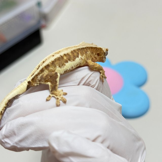 100%헷아잔틱 릴리화이트 풀핀