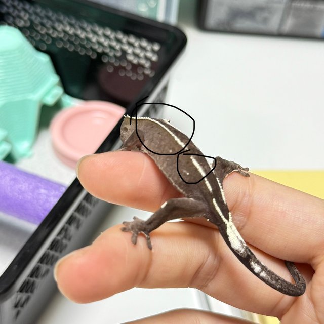 아잔틱 화이트핀 화이트크라운