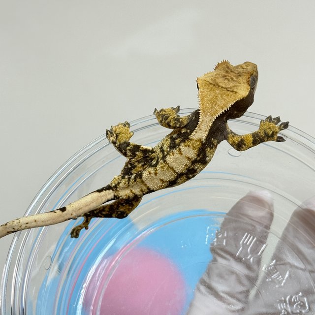 노멀 트라이 화이트스팟