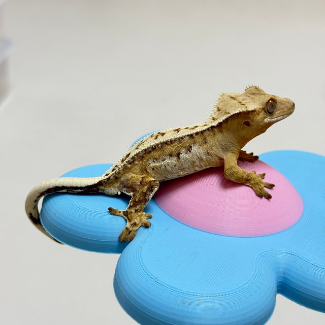 크림시클 쿼드 풀핀