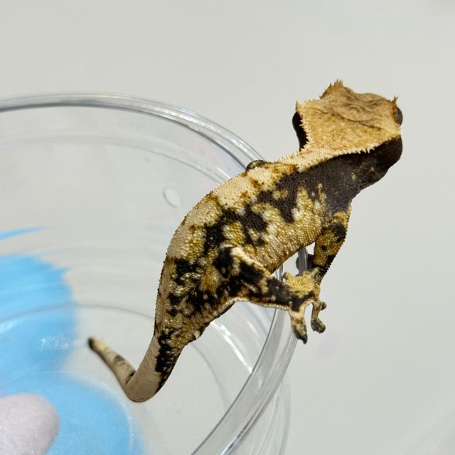 노멀 트라이 화이트스팟