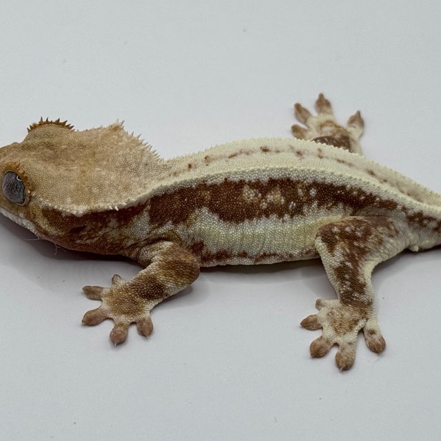 릴리화이트 레드