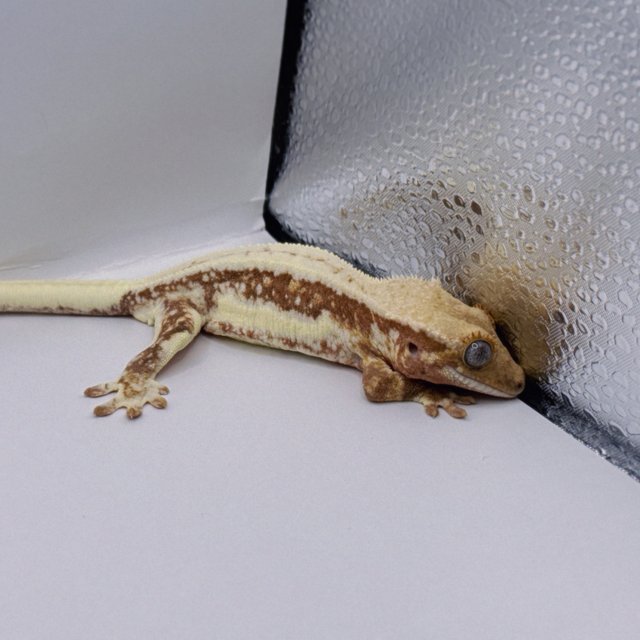 릴리화이트 레드