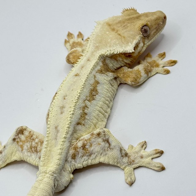 크림 릴리화이트