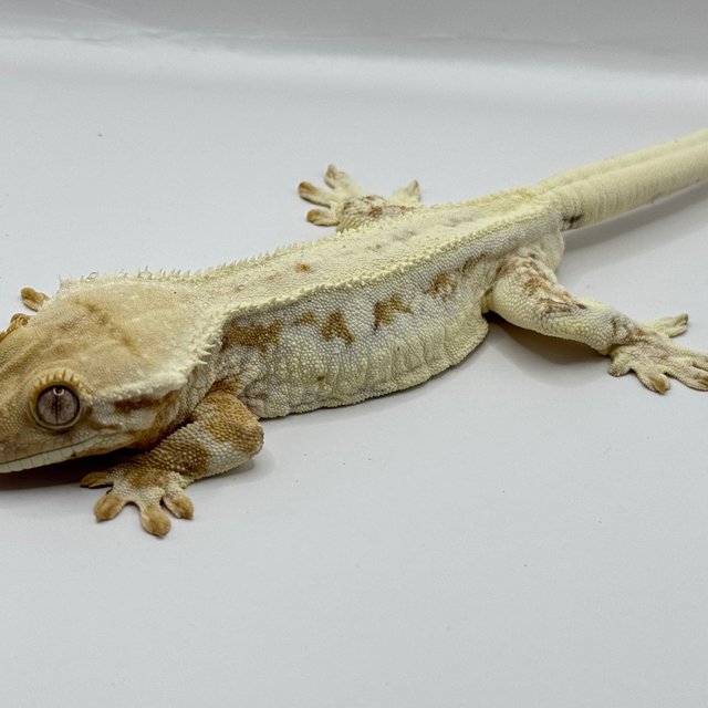 크림 릴리화이트