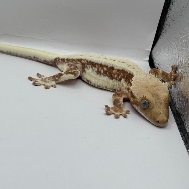 릴리화이트 레드