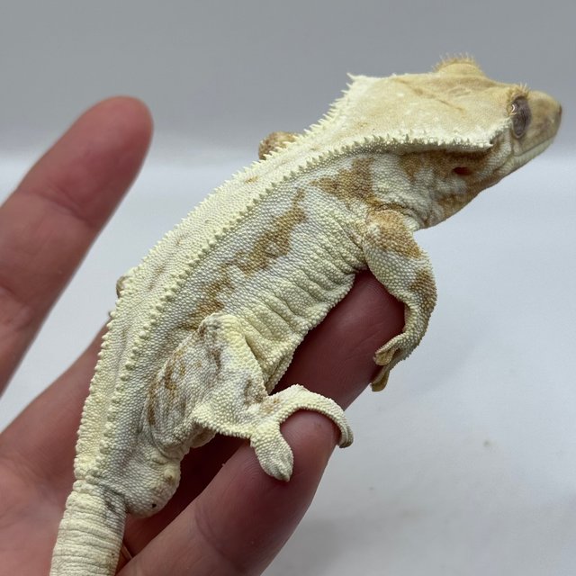 크림 릴리화이트