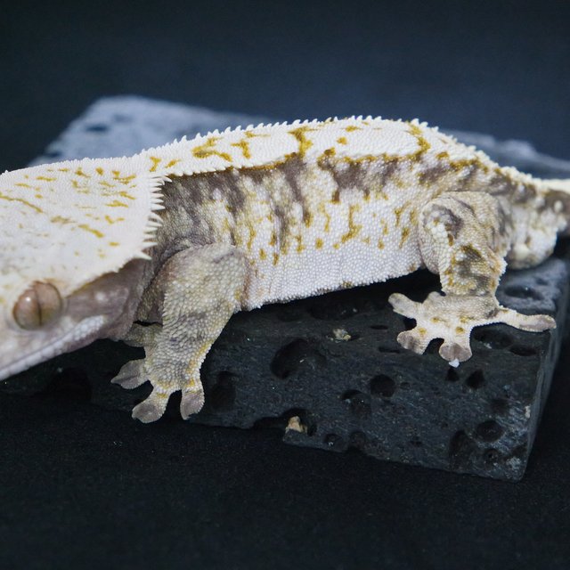 노멀 트라이 익스트림할리퀸 화이트스팟