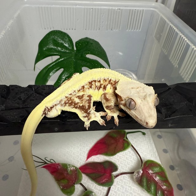 릴리화이트 레드 솔리드백