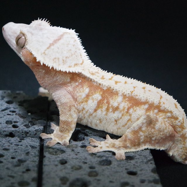 노멀 레드 트라이 익스트림할리퀸 화이트스팟