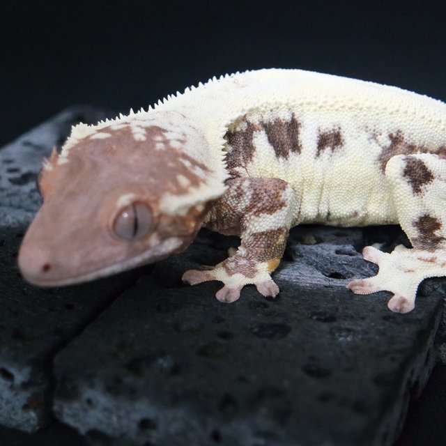 프라푸치노 솔리드백