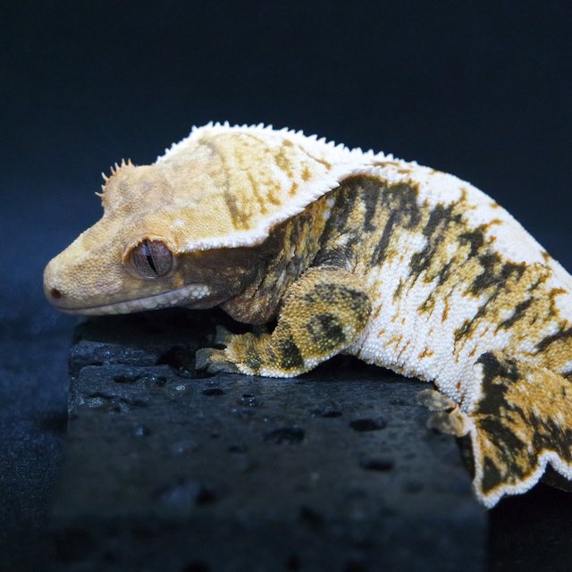 노멀 텐저린 트라이 익스트림할리퀸