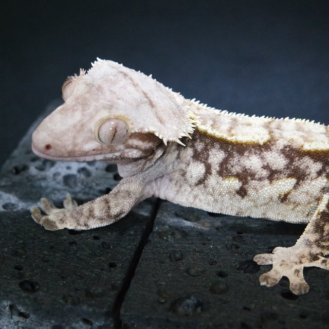 노멀 익스트림할리퀸