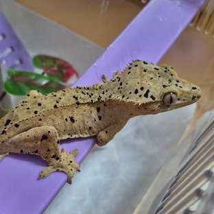 찰떡