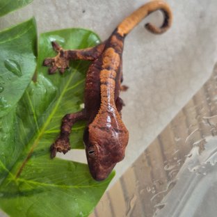 행운