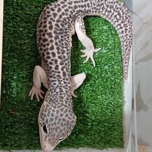 뮤