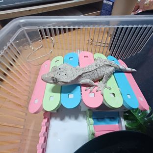 용과