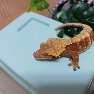 루피