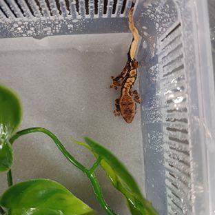 리조또