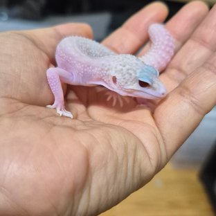 슈퍼스노우 랩터