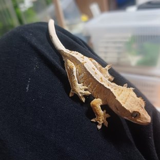 레표