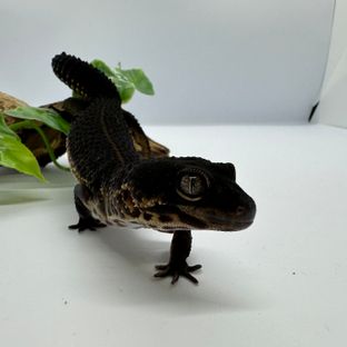 연탄