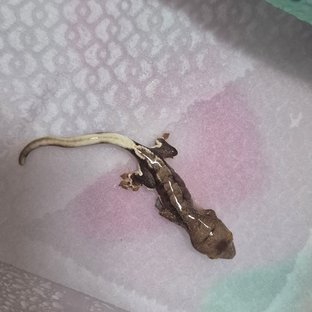 닐라