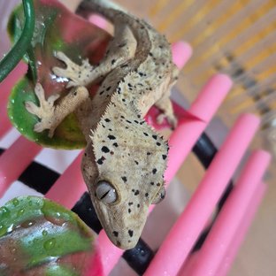 찰떡