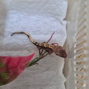 가지