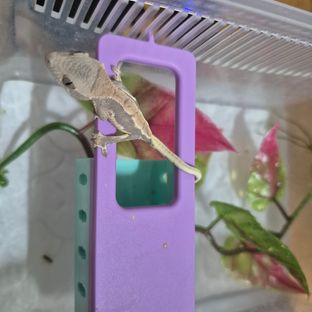 신비