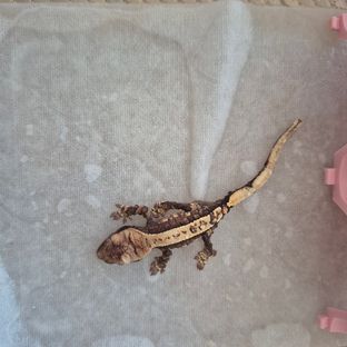 룸파