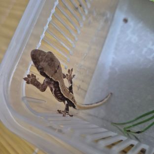 물이