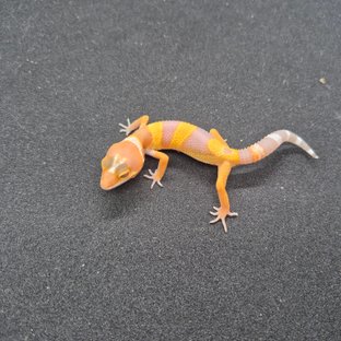 주황