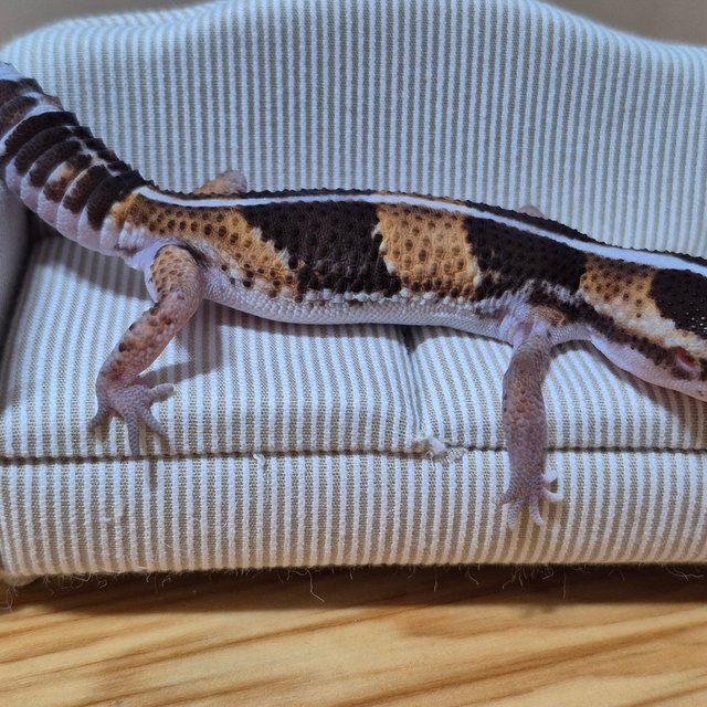 노멀 헷 오레오