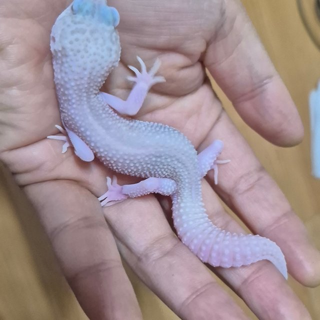 슈퍼스노우 랩터