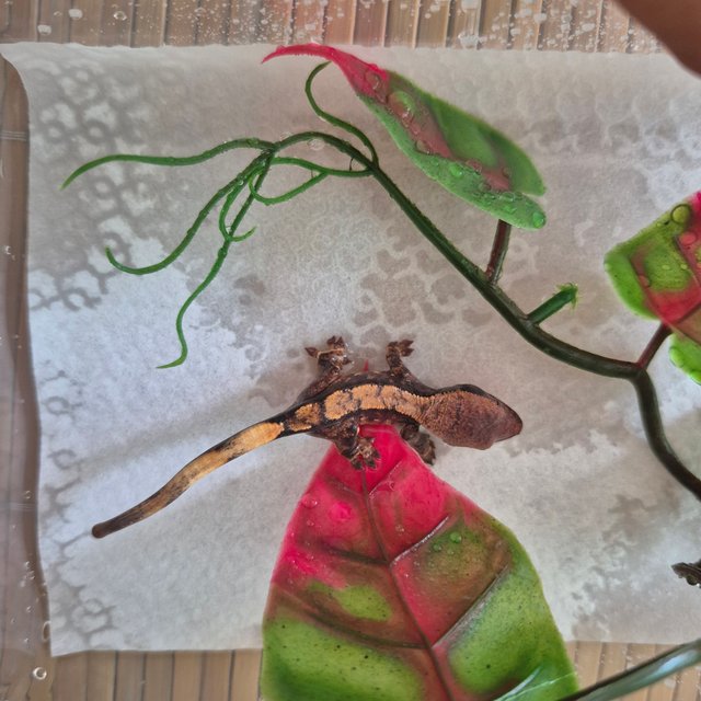 익스트림할리퀸