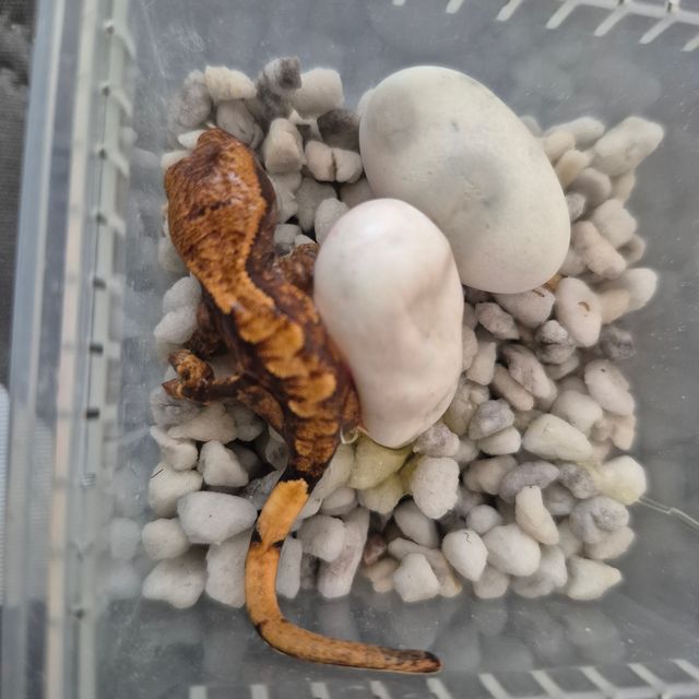 익스트림할리퀸