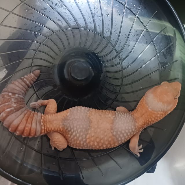 아멜라니스틱 헷 줄루 헷 오레오